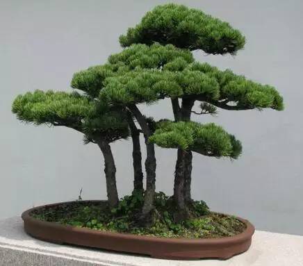 蓬莱松盆景的制作栽培