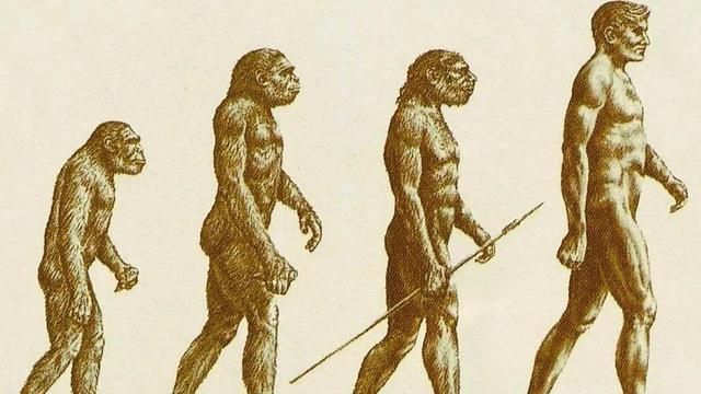 陆地哺乳动物一身毛为什么人类光光的难道是海猿进化的