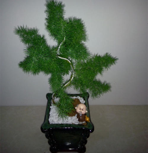 蓬莱松盆景的制作栽培