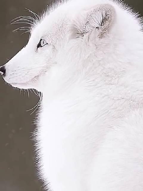 北极银狐,回眸一笑百媚生,爱了爱了.你呢? (cr.超清世界)