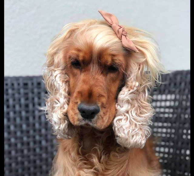 狗狗的毛发太长主人给它扎各种造型我活得还没有一只狗精致