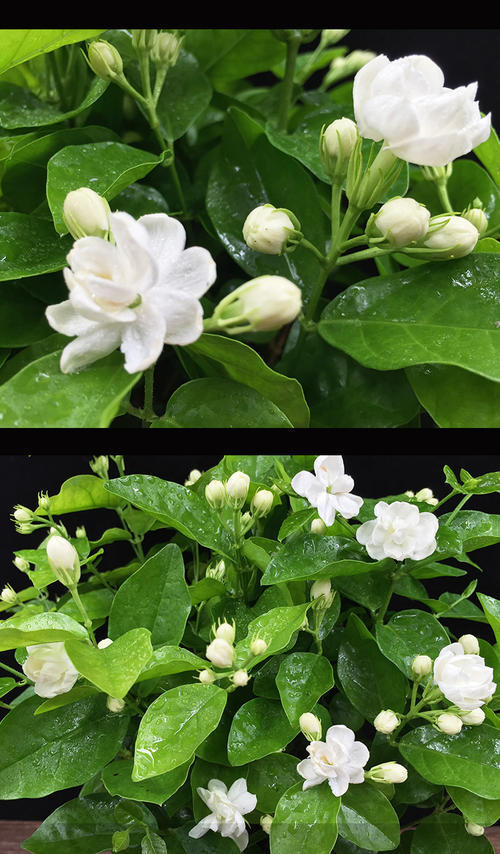 茉莉花|栀子花|白玉兰_新浪新闻