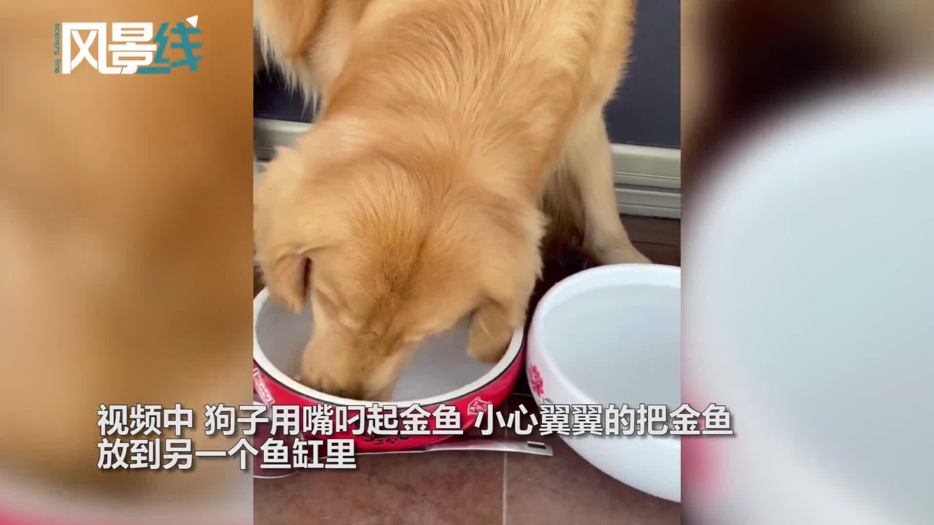 狗子小心翼翼给金鱼换完水后 还叼来肉干给它们吃