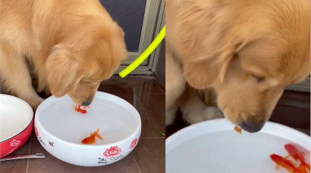 全网最爱养鱼的狗子小心翼翼给金鱼换完水后02还叼来肉干给它们吃