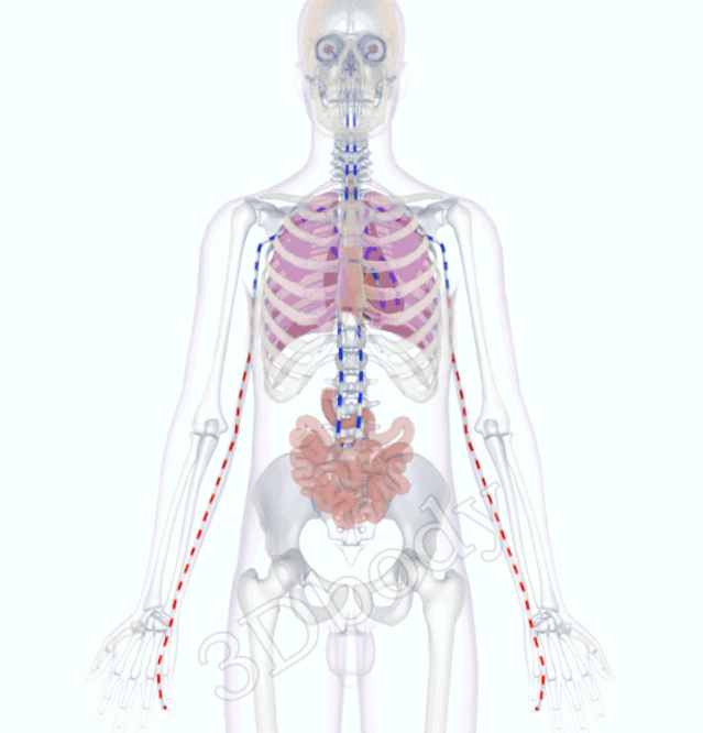 第一节认识神奇的人体经络及血位