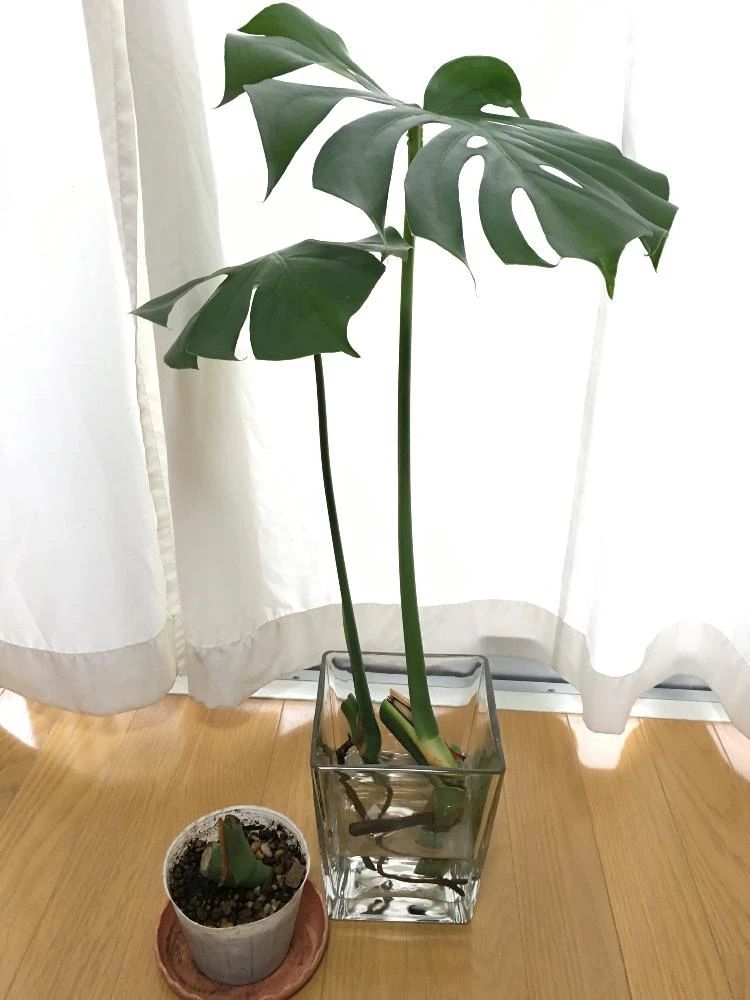上面分别是是土培和水培茎插繁殖的龟背竹剪下来的茎,稍微晾干伤口,就