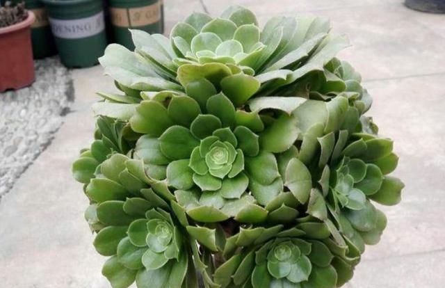 多肉绿法师冬春之交的养护你知道多少 照着做春天可让它枝繁叶茂 法师 养护 气温 新浪新闻 多肉绿法师冬春之交的养护你知道多少 照着做春天可让它枝繁叶茂 法师 养护 气温 新浪新闻