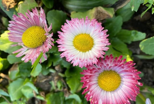 意大利的国花是什么花(意大利的国花是什么花雏菊)