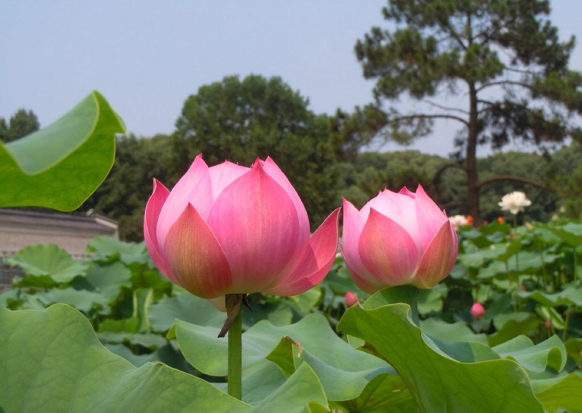 这三种花非常的佛系,静悄悄的生长!