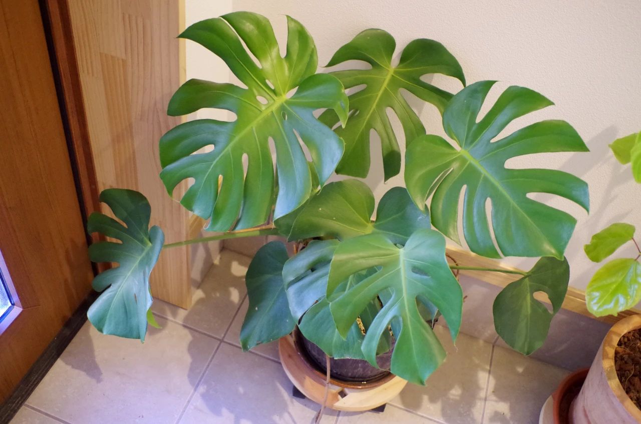 解决龟背竹叶子发黑和烂根有两点要注意,繁殖简单,别再养死它了