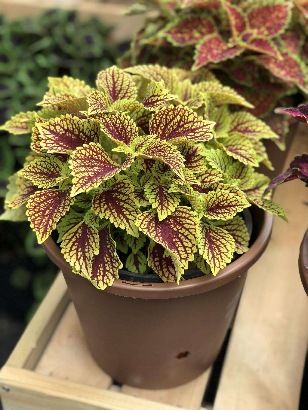 秋海棠原来有这么多品种形态各异既能观叶又能观花