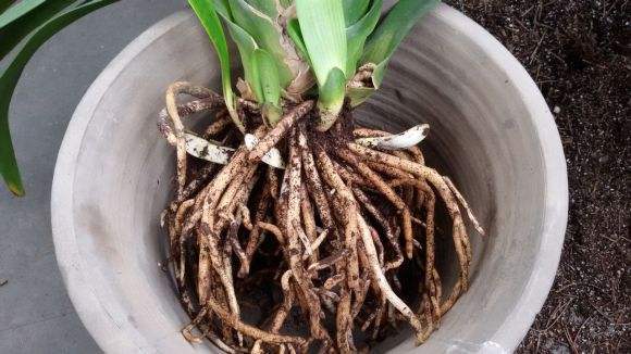 做好这几点,你就明白了!|君子兰|土壤|根茎_新浪新闻