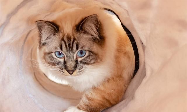 如果你很喜欢猫,想要拥有一只可爱的猫咪,要如何去购买呢休闲区蓝鸢梦想 - Www.slyday.coM