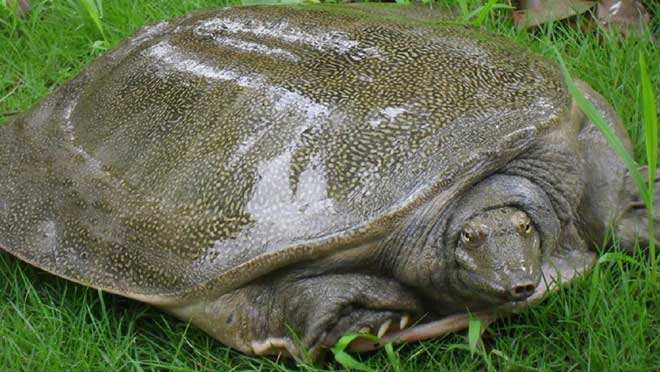 小伙在河里摸索被石头割伤,过后才知这东西身价不菲|小伙子|声音|鱼鳖