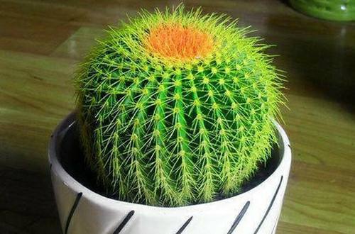 仙人球净化空气作用多,平日浇水控制频率!