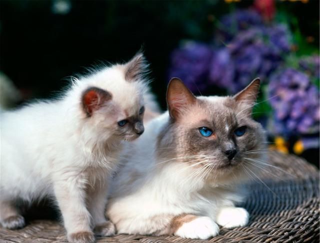 如果你很喜欢猫,想要拥有一只可爱的猫咪,要如何去购买呢休闲区蓝鸢梦想 - Www.slyday.coM