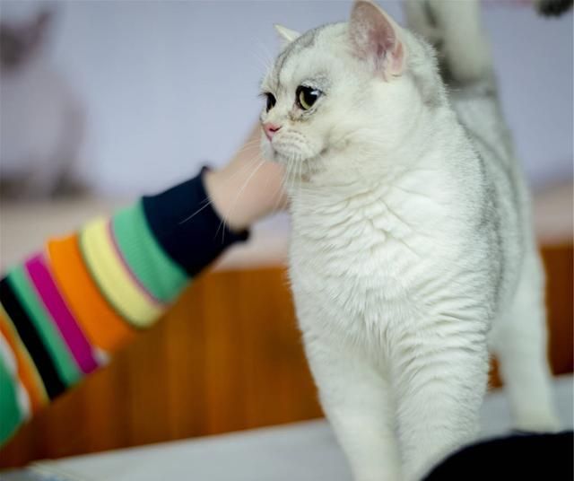 如果你很喜欢猫,想要拥有一只可爱的猫咪,要如何去购买呢休闲区蓝鸢梦想 - Www.slyday.coM