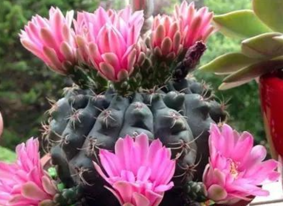 这3个仙人球品种 开花胜似牡丹 好看又好养 热备资讯 这3个仙人球品种 开花胜似牡丹 好看又好养 热备资讯