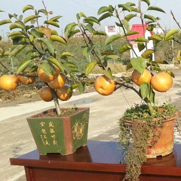 梨树盆景的制作方法