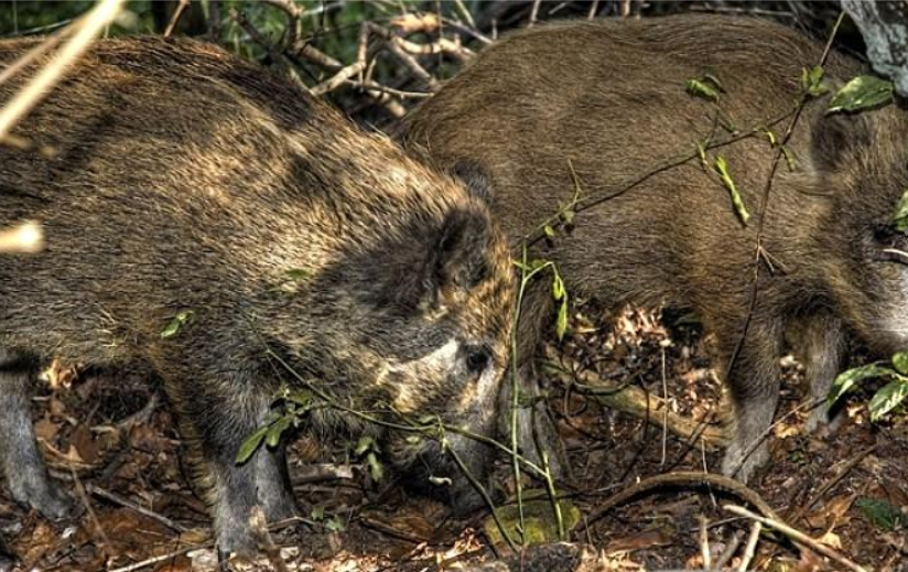 的家猪其实也怕蛇,并且也害怕毒蛇被咬,所以家猪吃蛇就是"天荒夜谈"