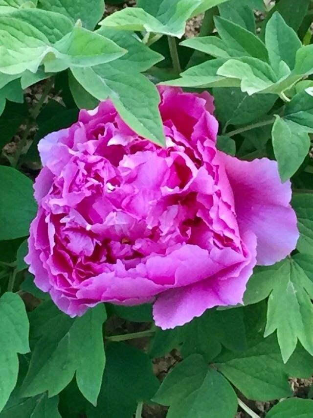 年底了,养盆招财花,招财进宝寓意好|铜钱草|蝴蝶兰|富贵竹_新浪新闻