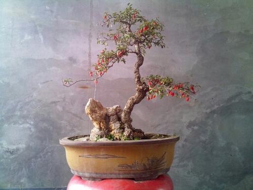 枸杞盆景悬根的制作培育