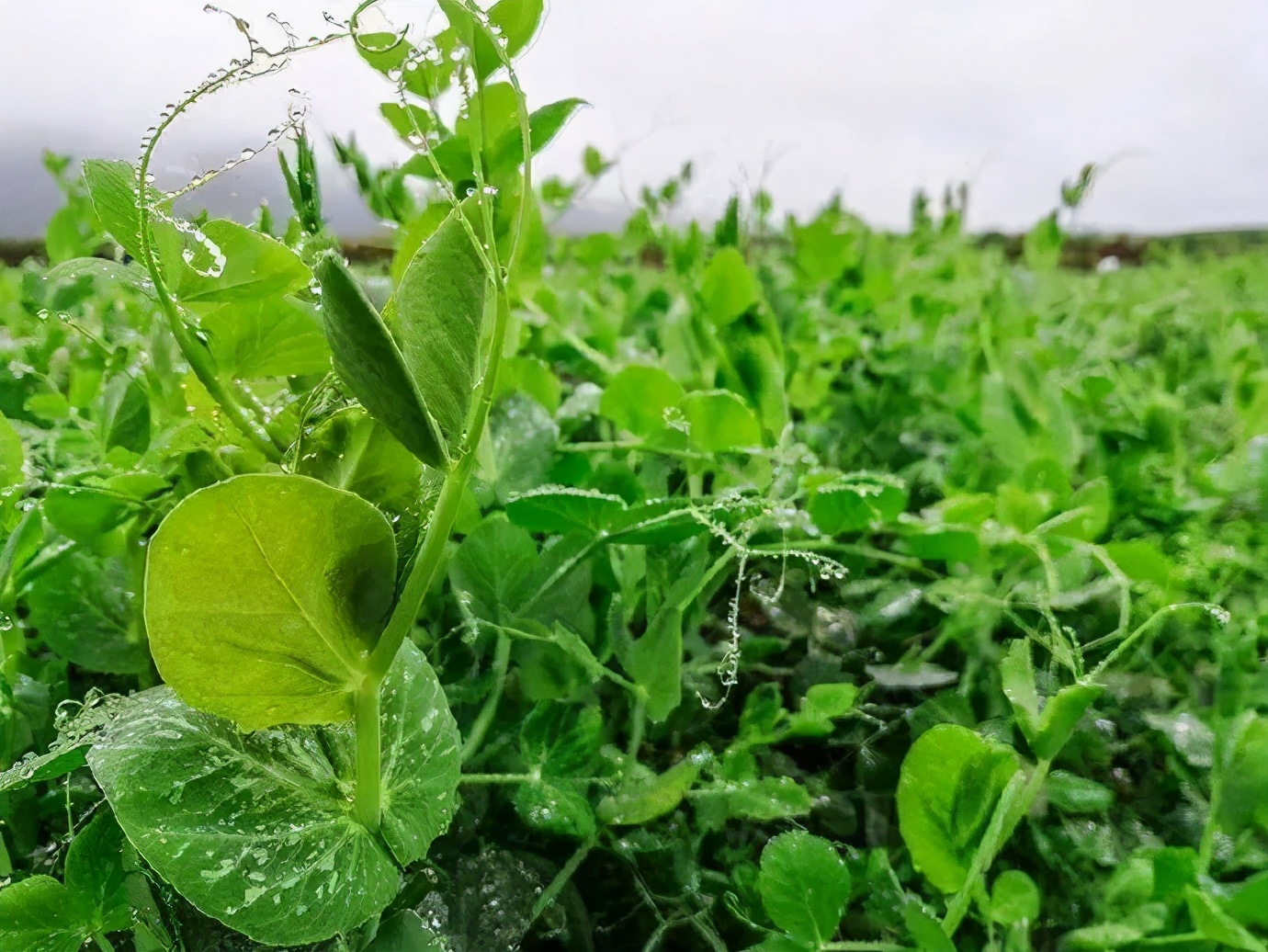 豌豆尖,豌豆颠,都是它的名儿,其他叫法应该还不少.