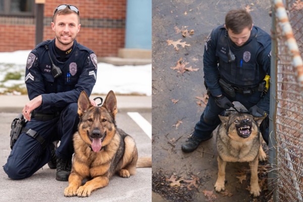 警犬兇起來像惡狼,下班回家卻秒變奶爸:對小孩子百般忍讓