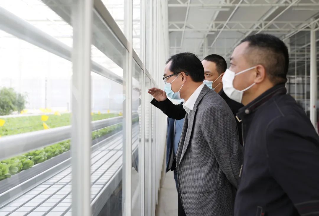 由由中荷现代农业创新园位于崇明现代农业园区,眼下,这里的半封闭温室