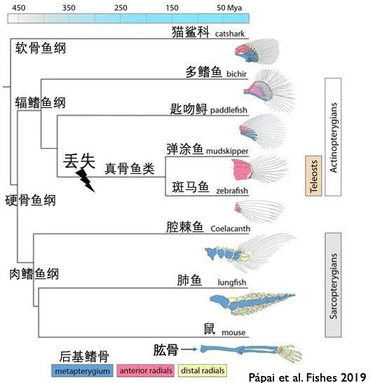 这块骨头存在于软骨鱼和除真骨鱼类