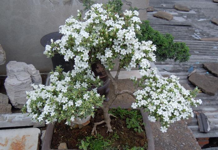 六月雪盆景养护管理