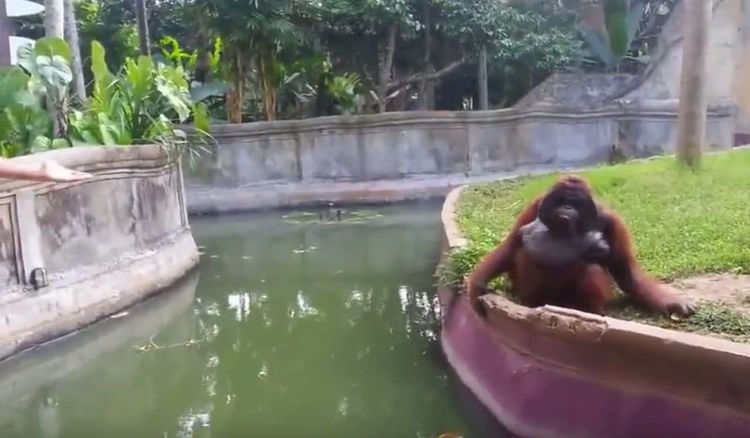 男子在动物园中丢给大猩猩一块糖果,没想到大猩猩竟这么做!休闲区蓝鸢梦想 - Www.slyday.coM 男子在动物园中丢给大猩猩一块糖果,没想到大猩猩竟这么做!休闲区蓝鸢梦想 - Www.slyday.coM