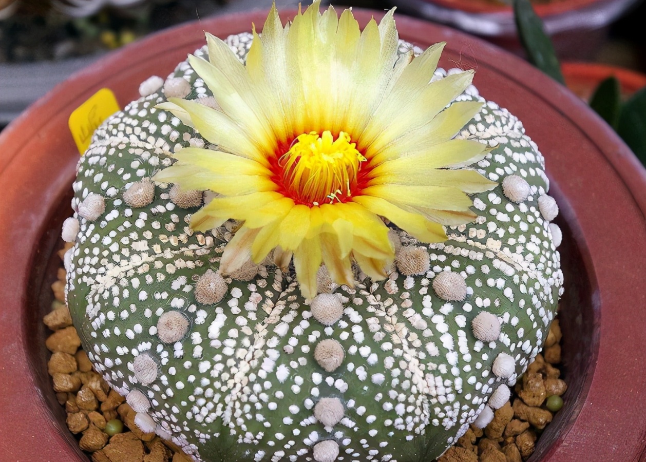 春天的仙人球别着急浇水养它们要会看找准时机再浇水