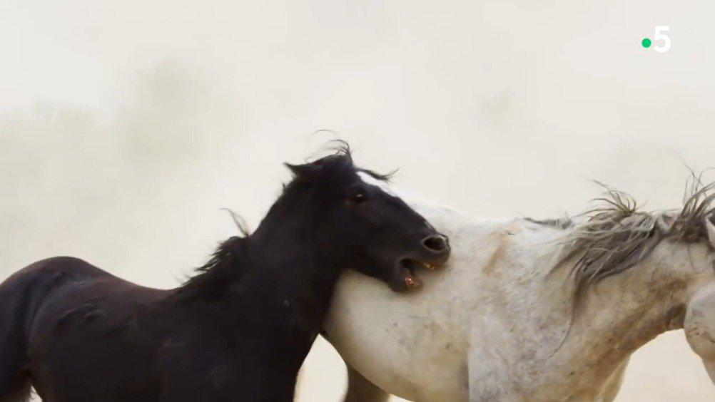 这是自然界一场物竞天择的竞争,在黑马和白马间展开