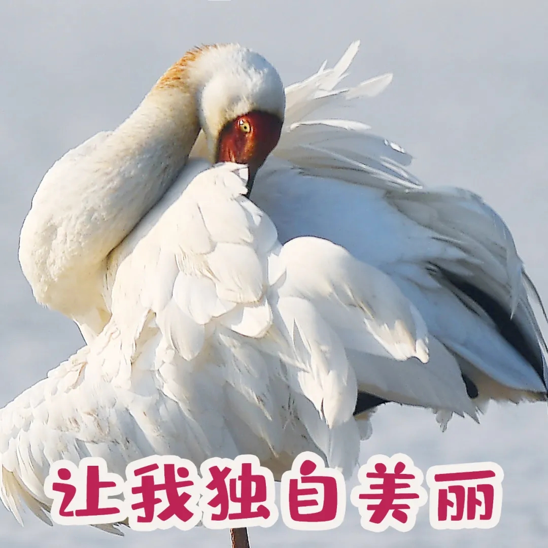 鹤新春啦天边飞来一群表情包