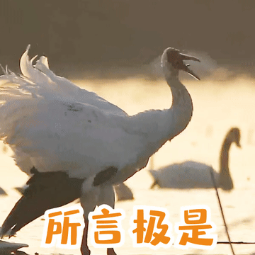 鹤新春啦天边飞来一群表情包