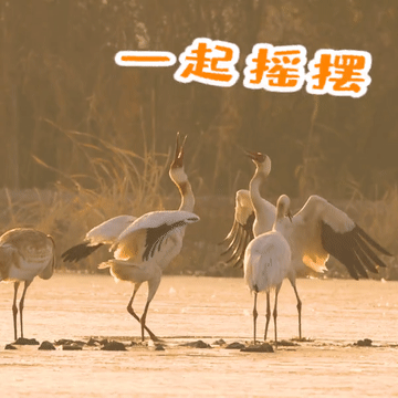 鹤新春啦天边飞来一群表情包