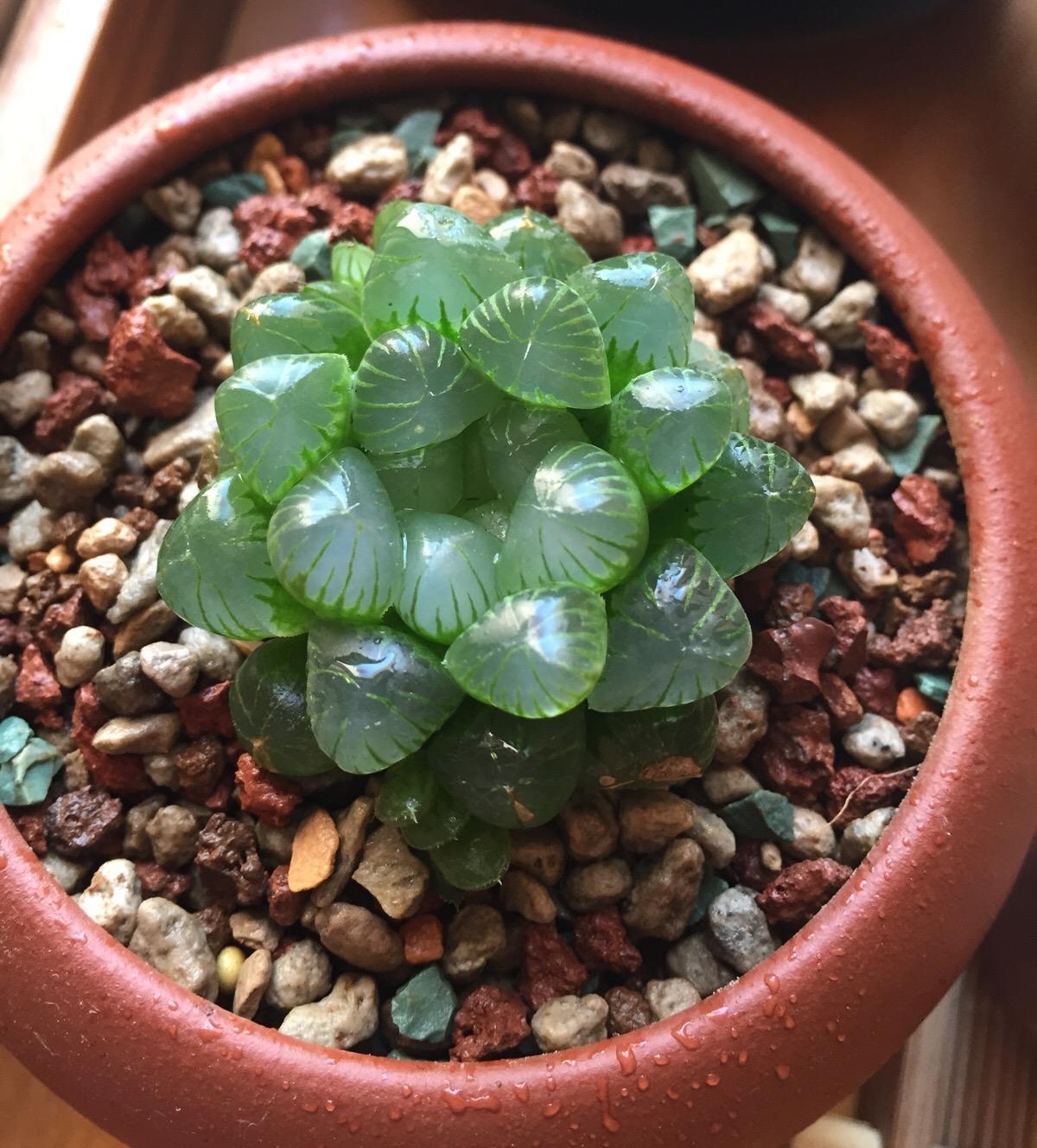 多肉叶片(多肉叶片发软发皱是什么原因)