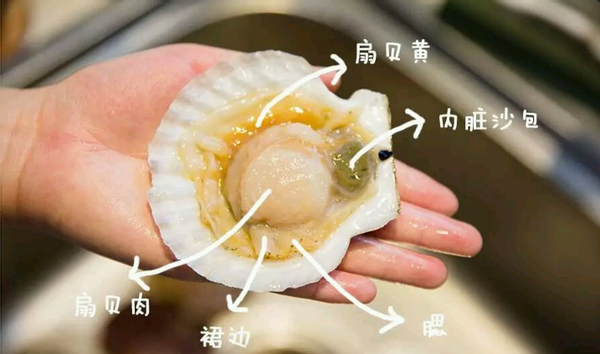 3,把扇贝的内脏沙包还有裙边下面长得像眼睫毛一样的腮都去掉,留下