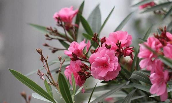 切记!这3种花有毒,看到千万别乱摸了,养了的花友一定要注意!休闲区蓝鸢梦想 - Www.slyday.coM 切记!这3种花有毒,看到千万别乱摸了,养了的花友一定要注意!休闲区蓝鸢梦想 - Www.slyday.coM