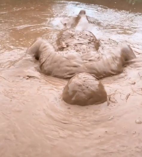 男子走在泥潭发现一个奇怪的洞钻下去后马上往回游