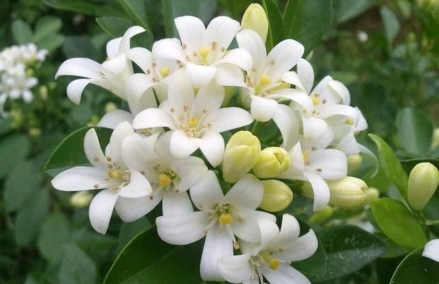 切记!这3种花有毒,看到千万别乱摸了,养了的花友一定要注意!休闲区蓝鸢梦想 - Www.slyday.coM 切记!这3种花有毒,看到千万别乱摸了,养了的花友一定要注意!休闲区蓝鸢梦想 - Www.slyday.coM