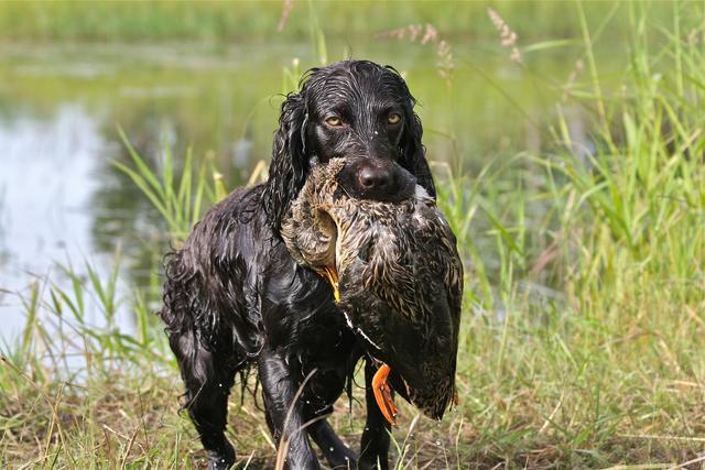 为什么瓦盖鼻的狗狗很多人抢着养背后原因在这里