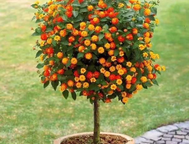 低温天气的,所以在冬季我们养殖五色梅的时候,一定要控制环境的温度