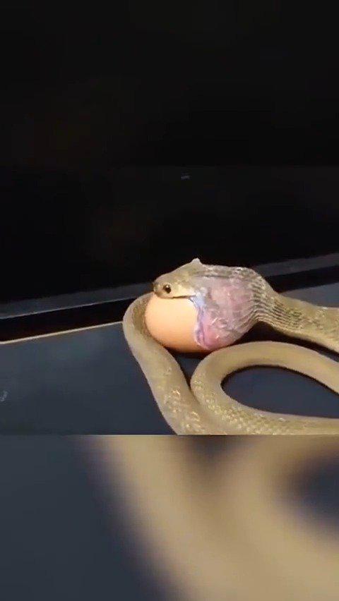 蛇吞蛋,这么小一条蛇竟然能吞进这么大的蛋