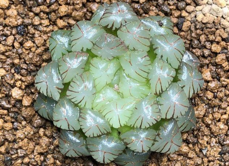 多肉玉露阳台养就2个要点养得圆润饱满晶莹透亮像水晶