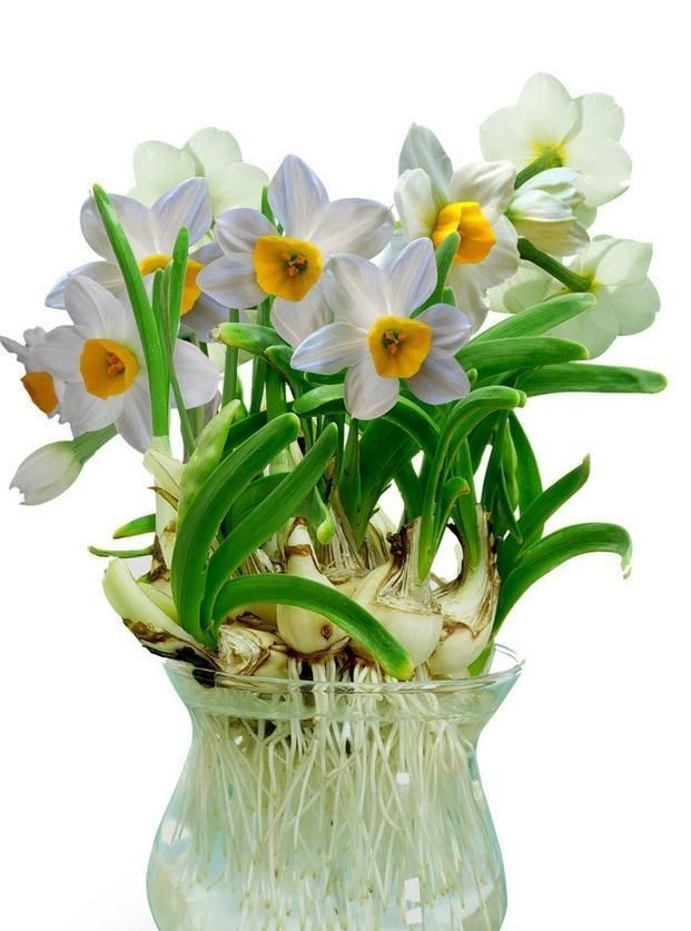 切记!这3种花有毒,看到千万别乱摸了,养了的花友一定要注意!休闲区蓝鸢梦想 - Www.slyday.coM 切记!这3种花有毒,看到千万别乱摸了,养了的花友一定要注意!休闲区蓝鸢梦想 - Www.slyday.coM