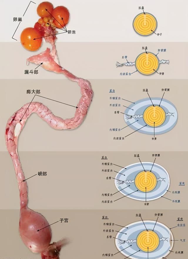 鸡为什么365天都在下蛋而且未受精人类利用了鸡的bug