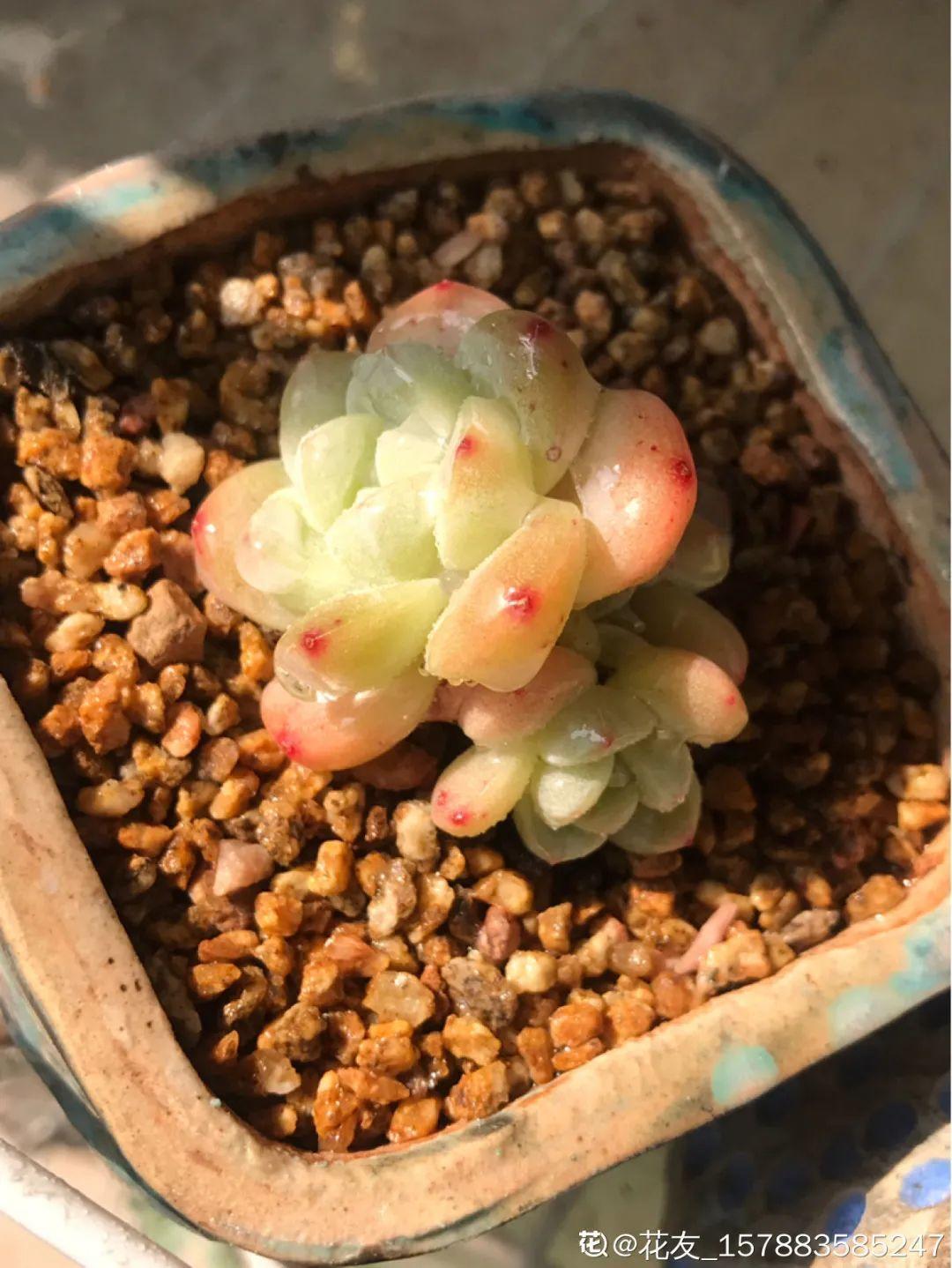 3款果冻多肉透明软萌人人爱好想轻轻咬一口