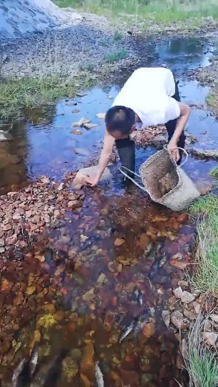 小溪里捞鱼,新鲜野生鱼_新浪新闻